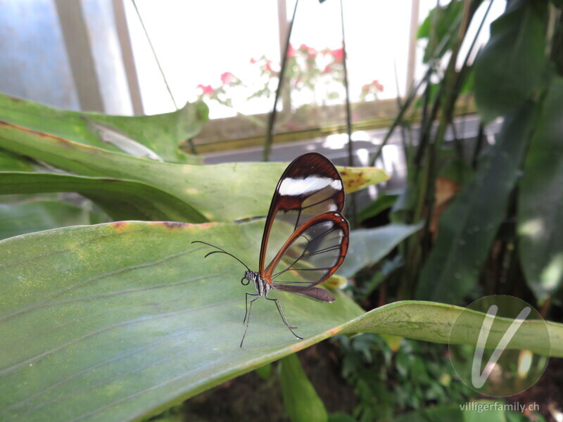 Glasflügelfalter: Übersicht
